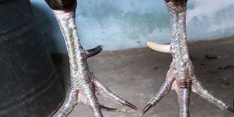 Vảy gà thần kê là gì?