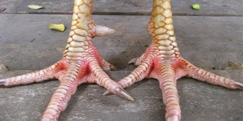 Dấu hiệu nhận biết vảy gà thần kê